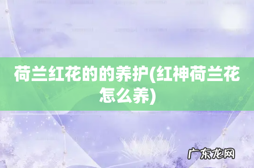 红神荷兰花怎么养 荷兰红花的的养护