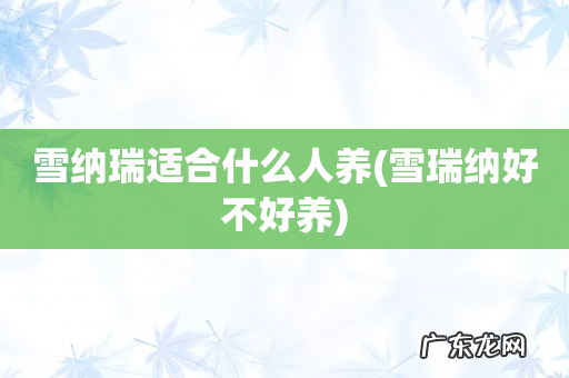 雪瑞纳好不好养 雪纳瑞适合什么人养