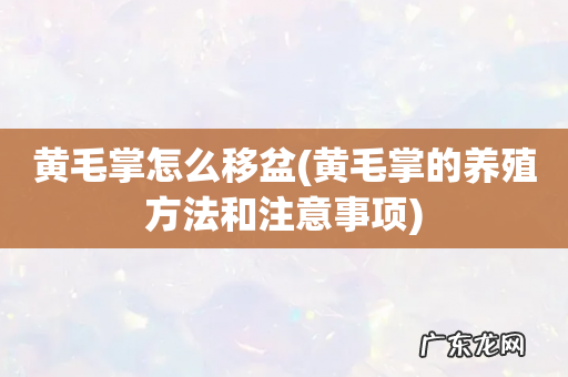 黄毛掌的养殖方法和注意事项 黄毛掌怎么移盆