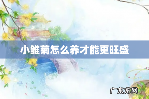 小雏菊怎么养才能更旺盛