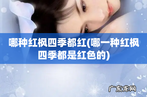 哪一种红枫四季都是红色的 哪种红枫四季都红