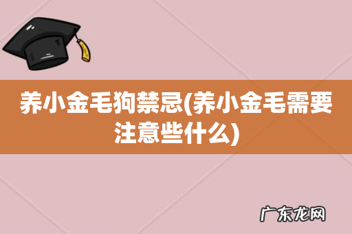 养小金毛需要注意些什么 养小金毛狗禁忌