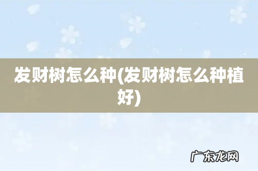 发财树怎么种植好 发财树怎么种