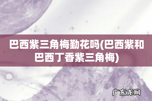 巴西紫和巴西丁香紫三角梅 巴西紫三角梅勤花吗