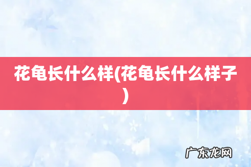 花龟长什么样子 花龟长什么样