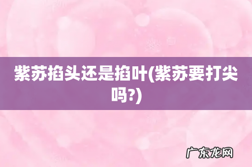 紫苏要打尖吗? 紫苏掐头还是掐叶