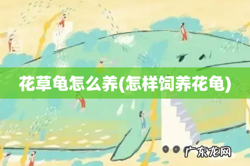 怎样饲养花龟 花草龟怎么养