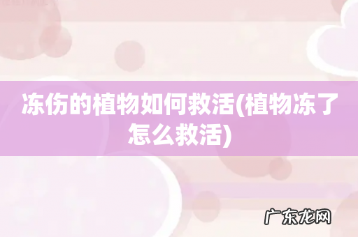 植物冻了怎么救活 冻伤的植物如何救活