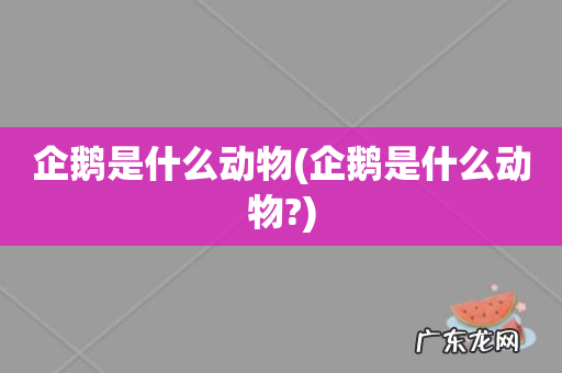 企鹅是什么动物? 企鹅是什么动物
