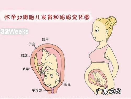 32周胎儿大小正常范围 怀孕第32周胎儿大小