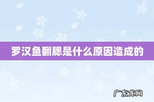 罗汉鱼翻腮是什么原因造成的