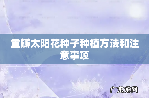 重瓣太阳花种子种植方法和注意事项