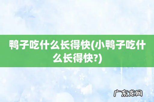 小鸭子吃什么长得快? 鸭子吃什么长得快