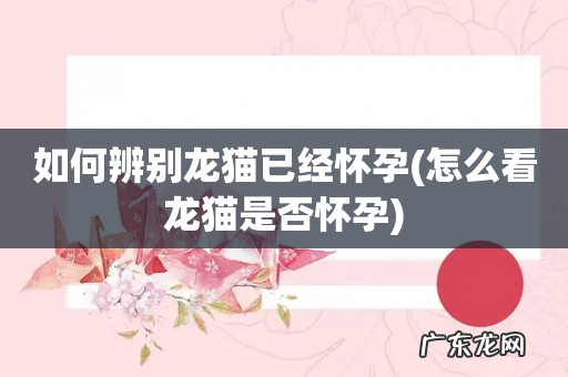 怎么看龙猫是否怀孕 如何辨别龙猫已经怀孕