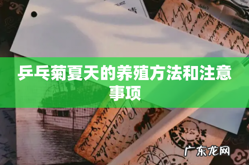 乒乓菊夏天的养殖方法和注意事项