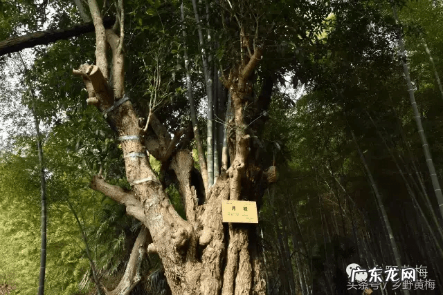 古晓华风水宝地视频 阿华探秘风水传说