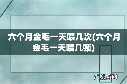 六个月金毛一天喂几顿 六个月金毛一天喂几次
