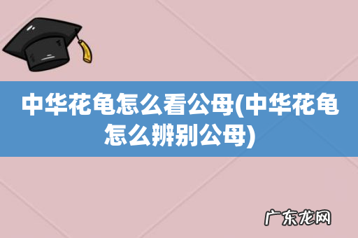 中华花龟怎么辨别公母 中华花龟怎么看公母