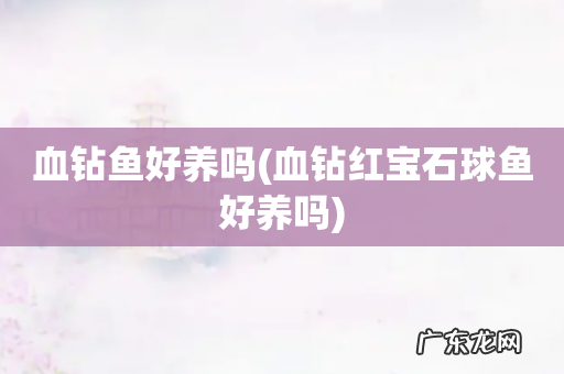 血钻红宝石球鱼好养吗 血钻鱼好养吗