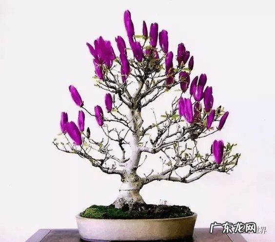 家里适合养红梅吗 从风水讲家里种红梅花好吗