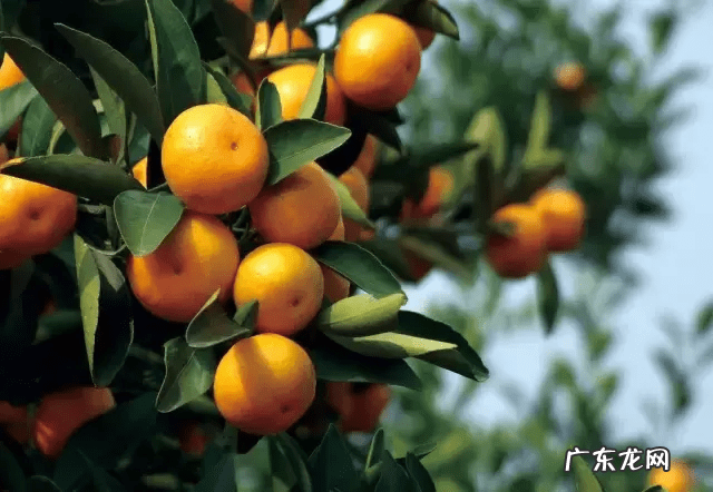家里适合养红梅吗 从风水讲家里种红梅花好吗