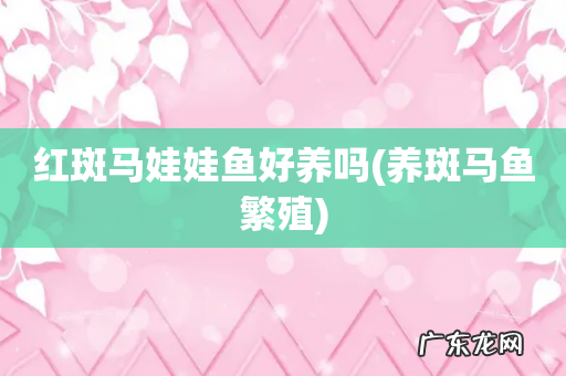 养斑马鱼繁殖 红斑马娃娃鱼好养吗