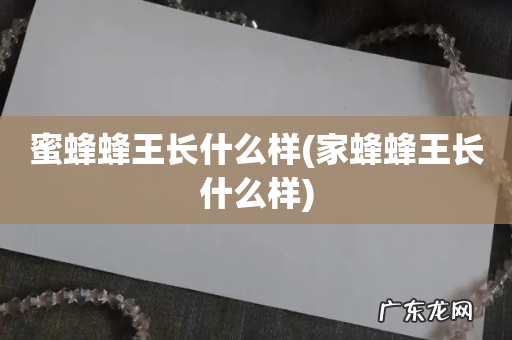 家蜂蜂王长什么样 蜜蜂蜂王长什么样