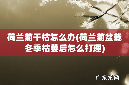 荷兰菊盆栽冬季枯萎后怎么打理 荷兰菊干枯怎么办