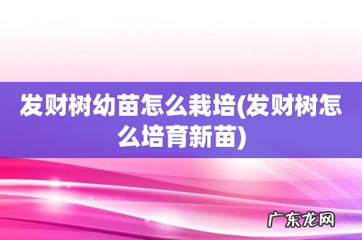 发财树怎么培育新苗 发财树幼苗怎么栽培