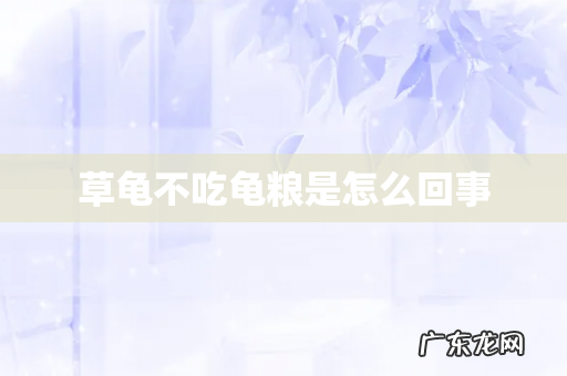 草龟不吃龟粮是怎么回事