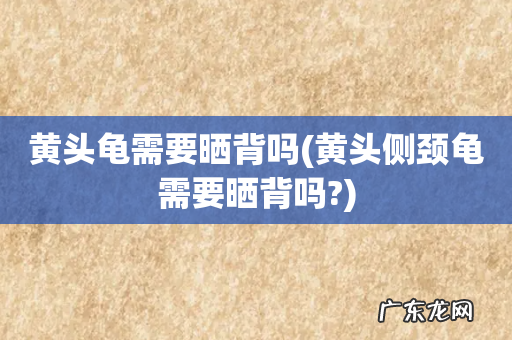 黄头侧颈龟需要晒背吗? 黄头龟需要晒背吗
