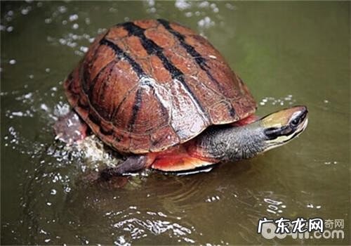 怎么养金钱龟 怎么养殖金钱龟