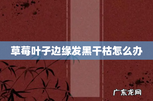 草莓叶子边缘发黑干枯怎么办