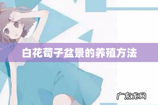 白花荀子盆景的养殖方法