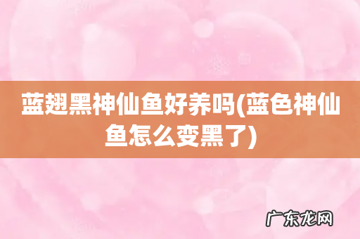 蓝色神仙鱼怎么变黑了 蓝翅黑神仙鱼好养吗