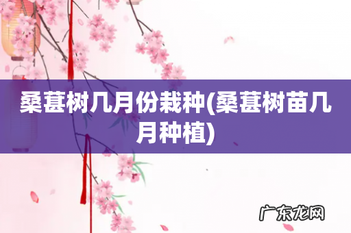 桑葚树苗几月种植 桑葚树几月份栽种