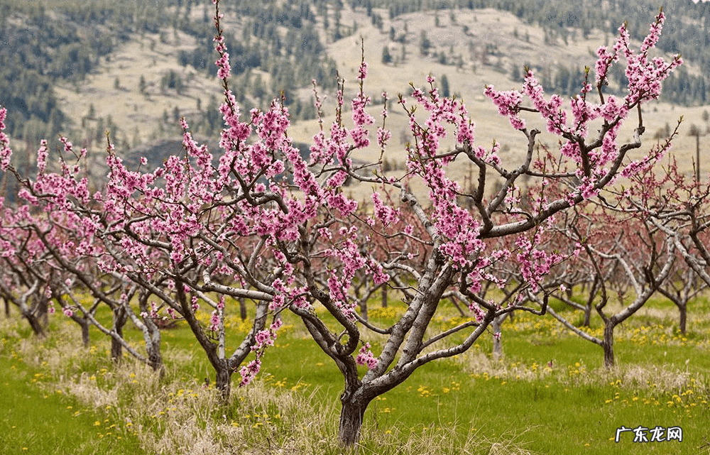 绿萝爬藤风水 绿萝垂下来破财是真的吗爬藤有啥风水说法