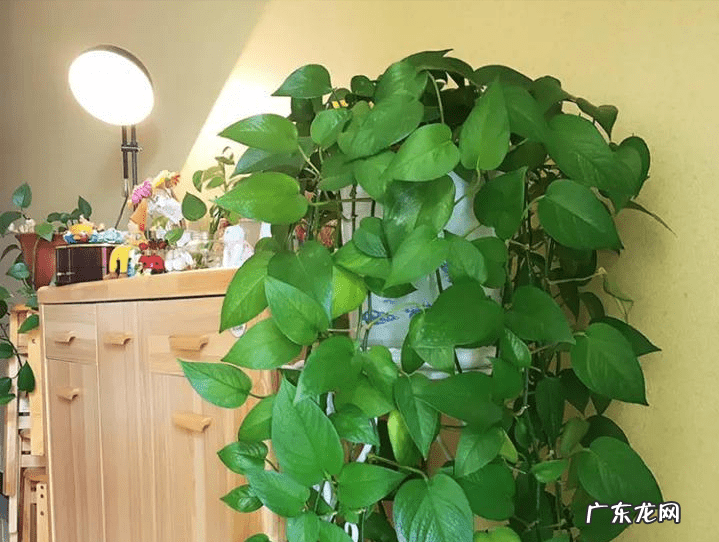 绿萝爬藤风水 绿萝垂下来破财是真的吗爬藤有啥风水说法