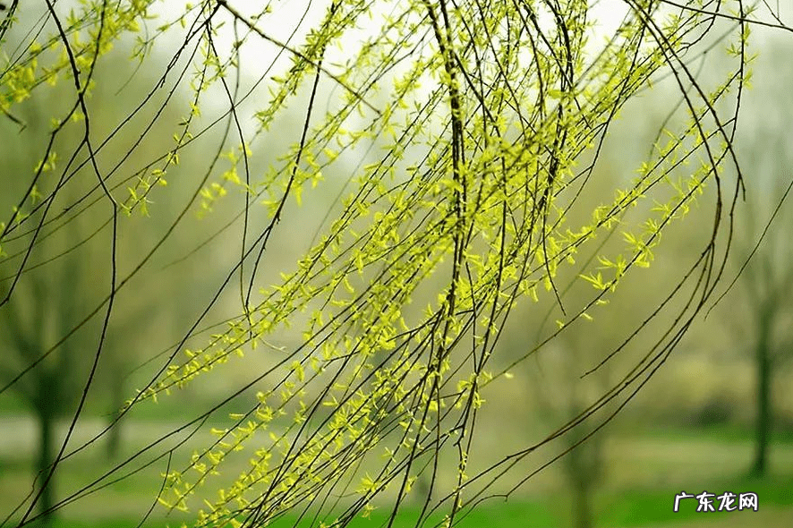 绿萝爬藤风水 绿萝垂下来破财是真的吗爬藤有啥风水说法