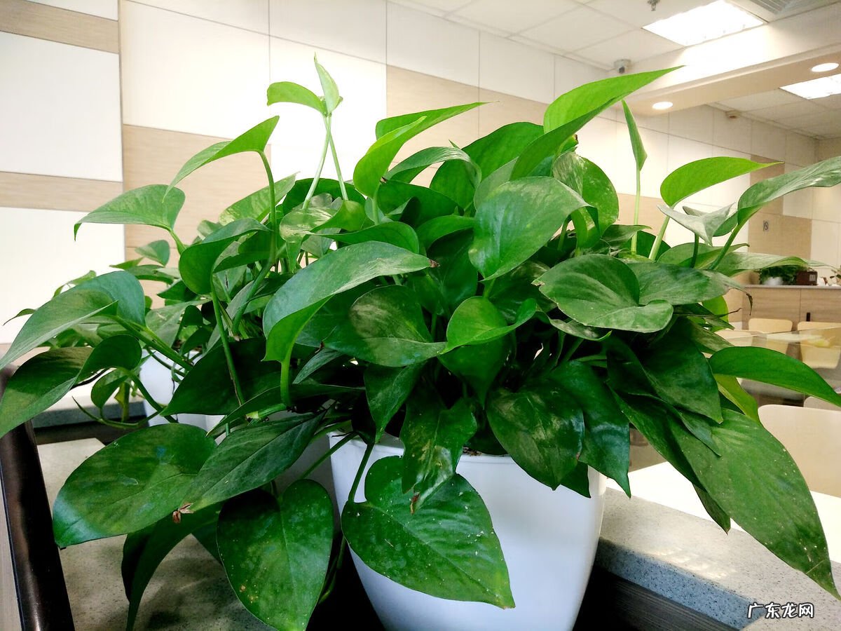 绿萝爬藤风水 绿萝垂下来破财是真的吗爬藤有啥风水说法