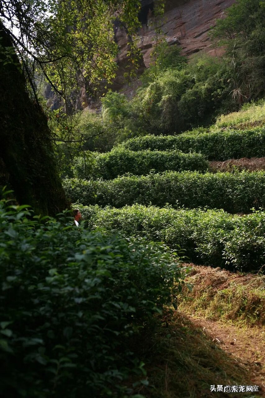 坐红色椅子风水 金交椅风水