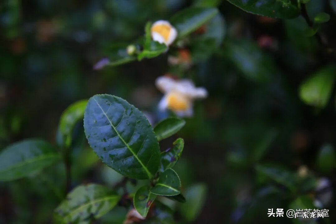 坐红色椅子风水 金交椅风水