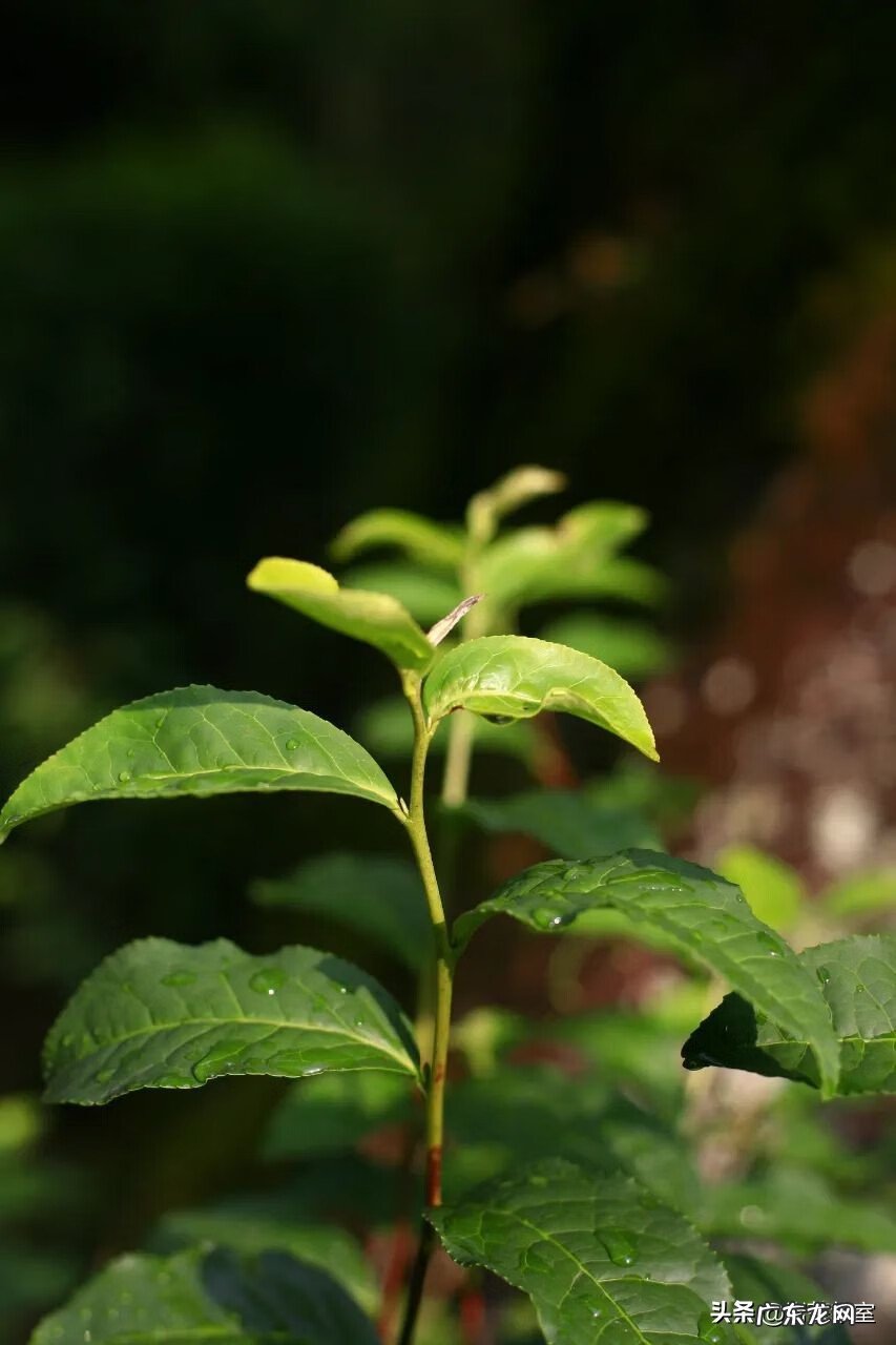 坐红色椅子风水 金交椅风水