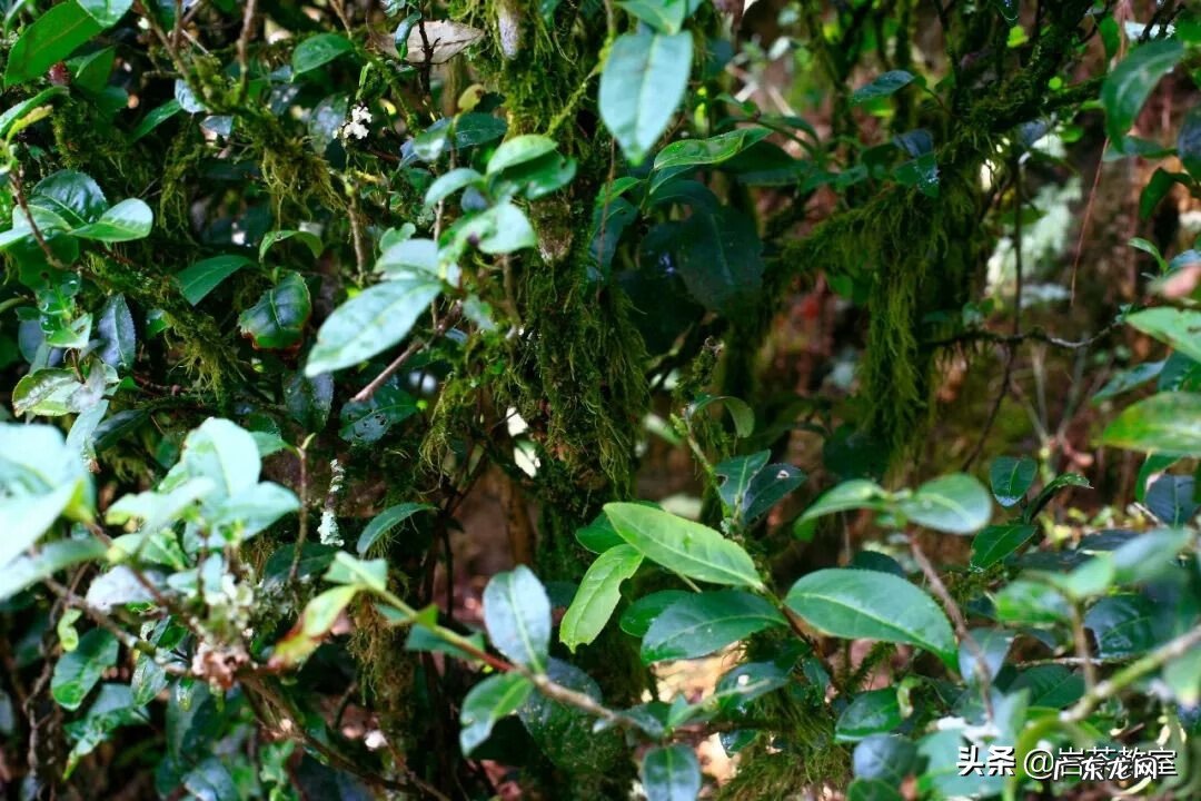 坐红色椅子风水 金交椅风水