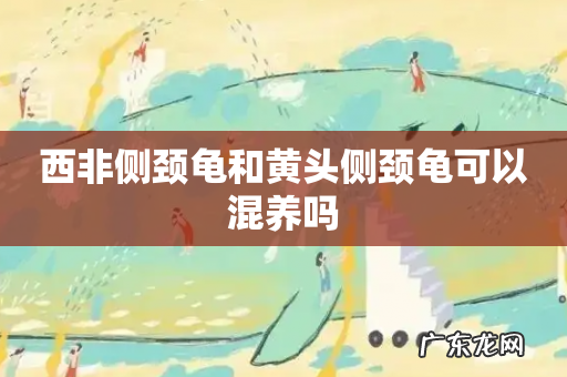 西非侧颈龟和黄头侧颈龟可以混养吗