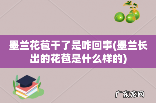 墨兰长出的花苞是什么样的 墨兰花苞干了是咋回事