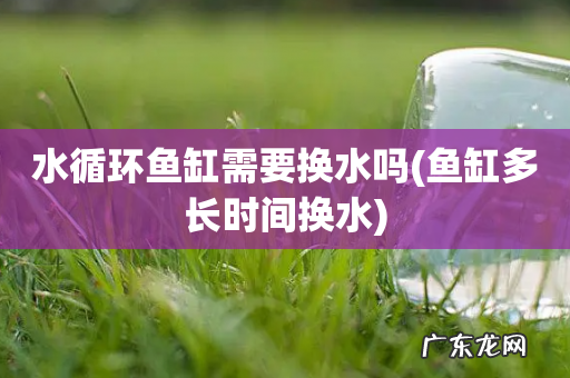 鱼缸多长时间换水 水循环鱼缸需要换水吗