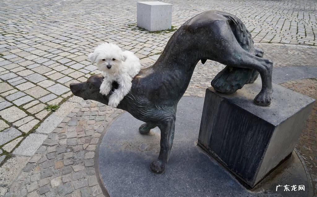 有叫麒麟的狗吗 麒麟狗头