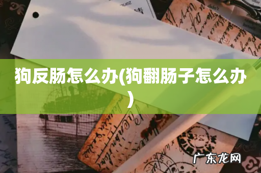 狗翻肠子怎么办 狗反肠怎么办