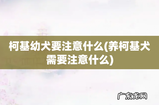 养柯基犬需要注意什么 柯基幼犬要注意什么